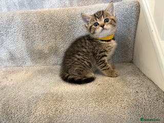 British Shorthair cats British shorthairs only yellow collar left - Advert 5