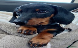 Miniature Dachshund dogs for sale: Miniature dachshund  - Image 3