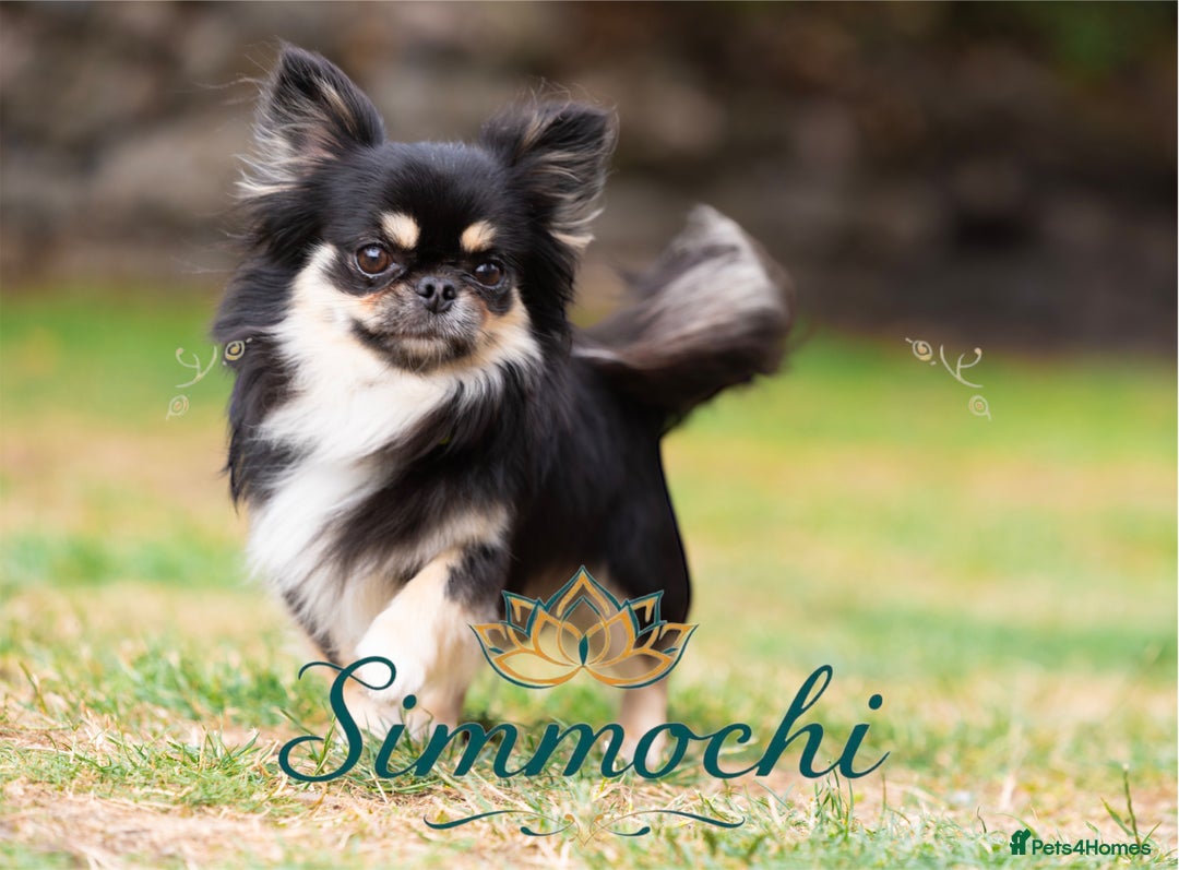 Chihuahua dogs for stud: Exceptional Thai line  - Advert 9