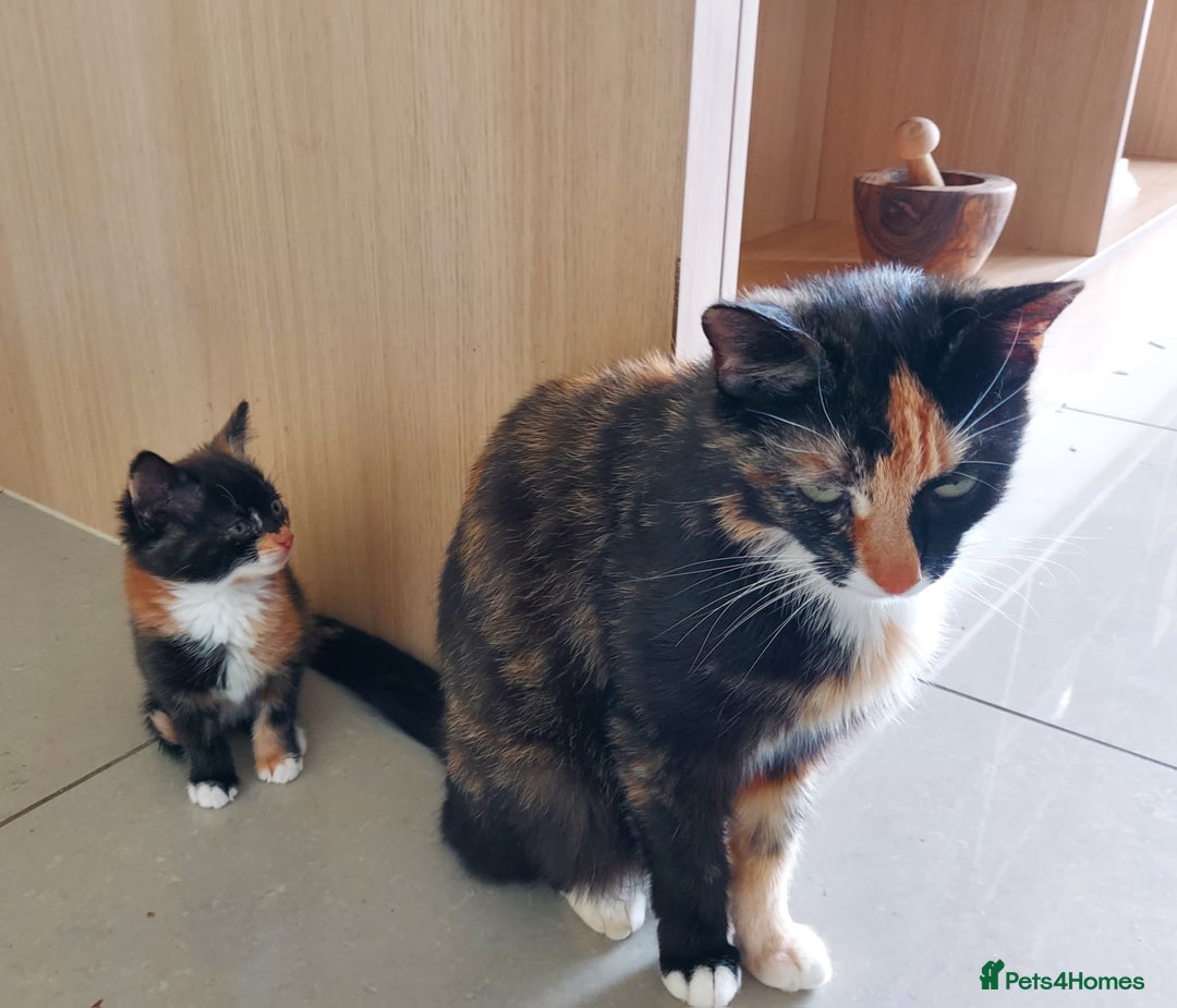 Mixed Breed cats for sale: 1 beautiful, playful kitten ready for new home - Image 5