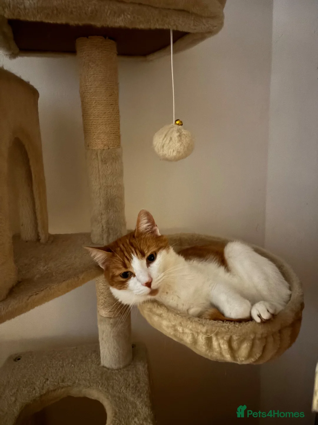 Mixed Breed cats for sale: Two beautiful boys needing a forever home🤍 in Ashby-de-la-Zouch - Advert 2