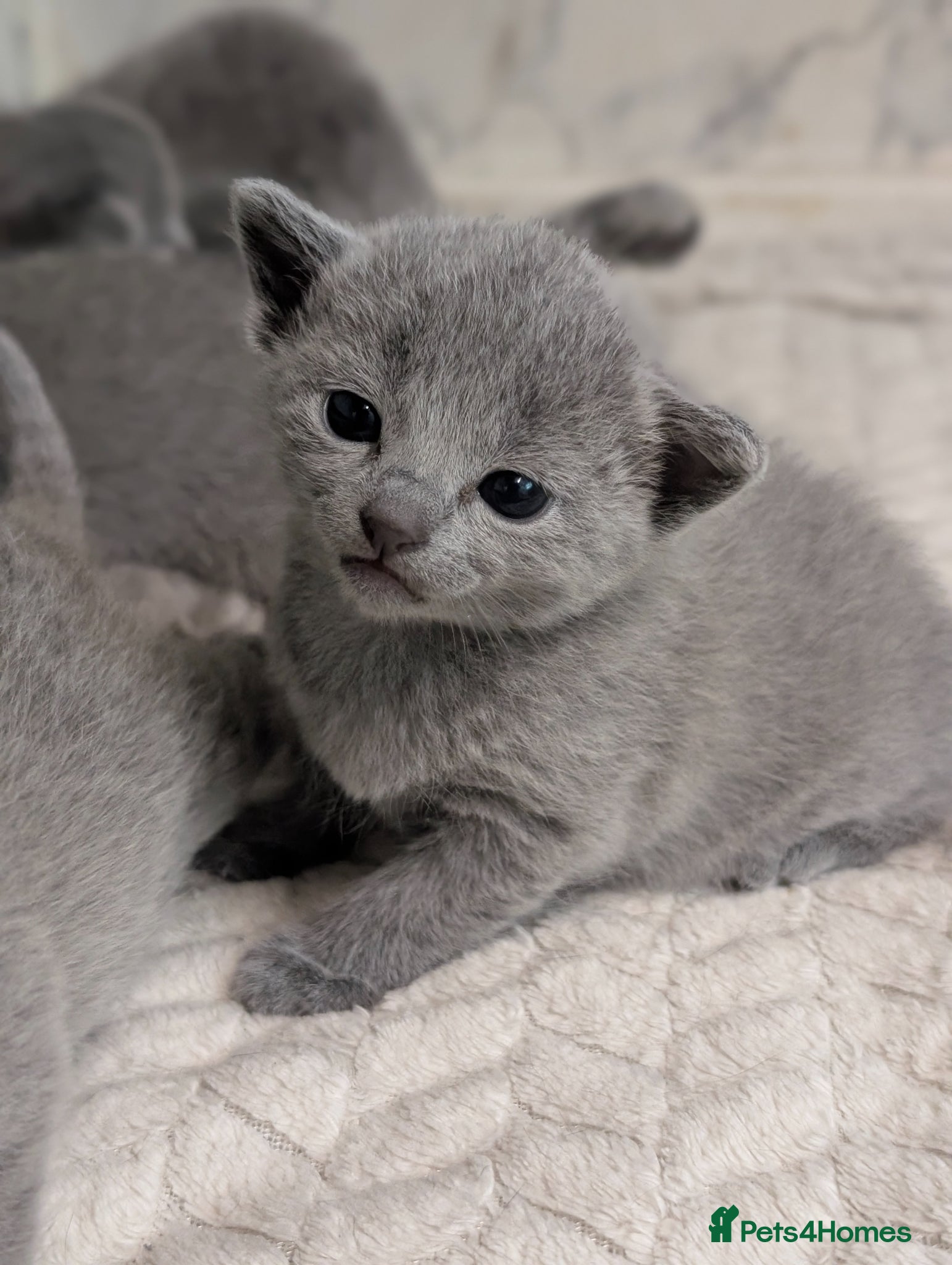 Russian Blue cats Stunning Full Pedigree Russian Blue  - Advert 1