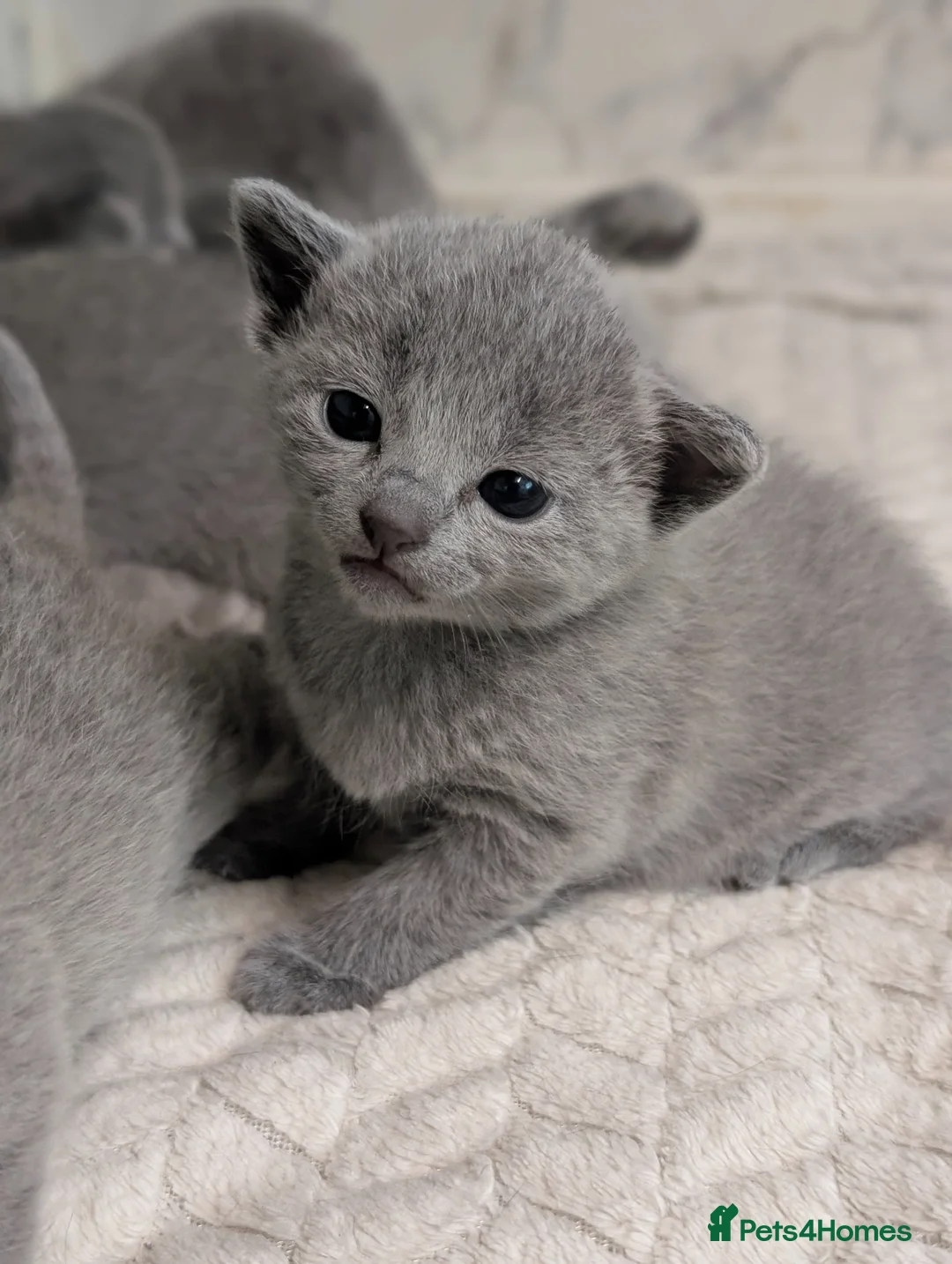 Russian Blue cats for sale: Stunning Full Pedigree Russian Blue  - Advert 1