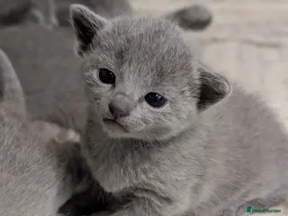 Russian Blue cats Stunning Full Pedigree Russian Blue - Advert 5