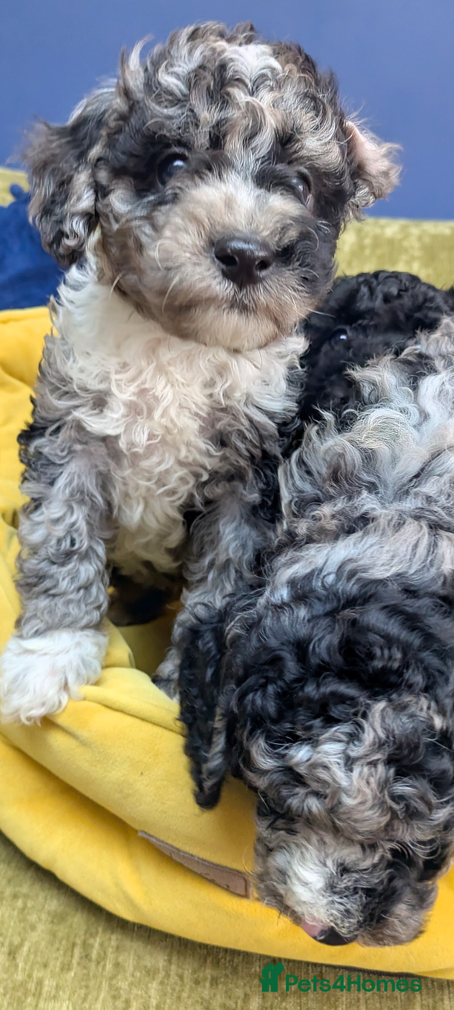 Miniature Poodle dogs Miniature Poodle Puppies (Blue Merl & Black) - Advert 2