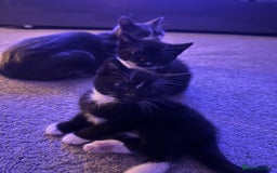 Mixed Breed cats for sale: Two adorable kittens  - Image 1