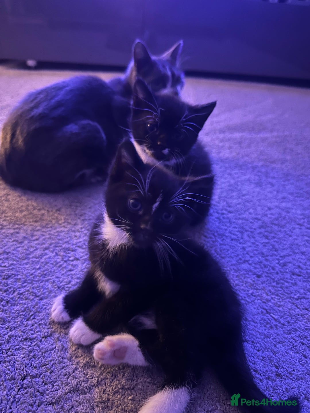 Mixed Breed cats for sale: Two adorable kittens  - Image 1