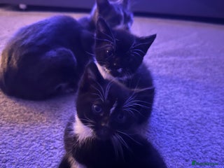 Mixed Breed cats Two adorable kittens - Advert 17