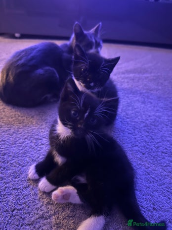 Mixed Breed cats - Advert 3