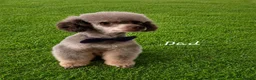 Cockapoo dogs for sale: F1b Cockapoo's chocolate and tan boys - Advert 13