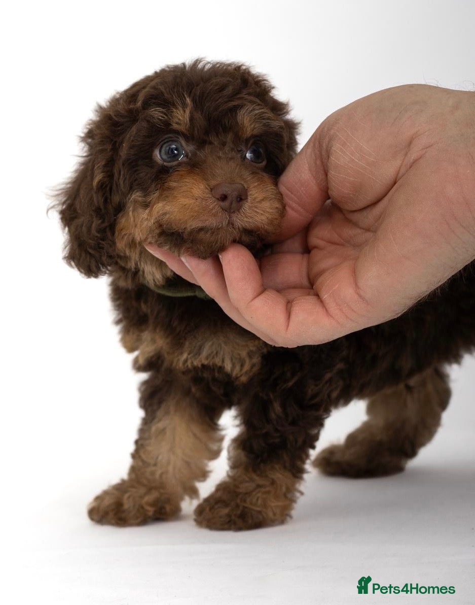 Cavapoo dogs DNA health tested Beautiful F1b Cavapoos - Advert 9