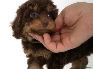 Cavapoo dogs DNA health tested Beautiful F1b Cavapoos - Advert 9
