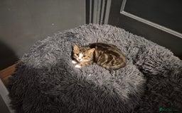 Mixed Breed cats for sale: X5 kittens  - Image 6