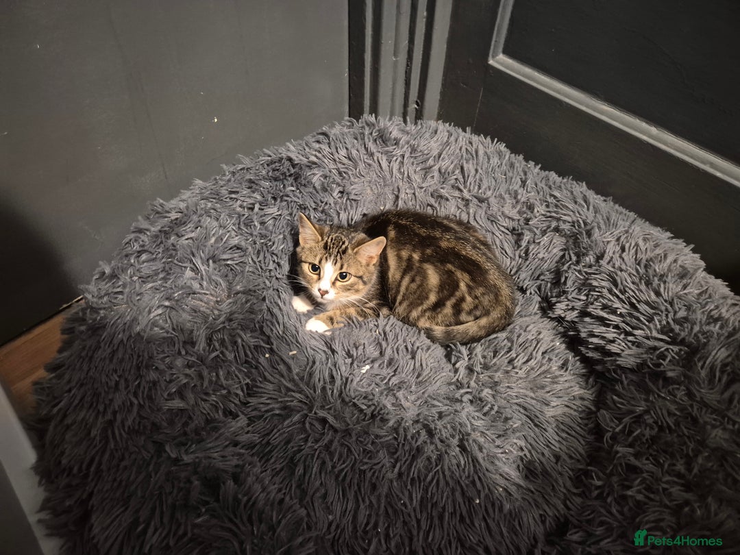 Mixed Breed cats for sale: X5 kittens  - Image 6