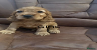 Cocker Spaniel dogs - Advert 3