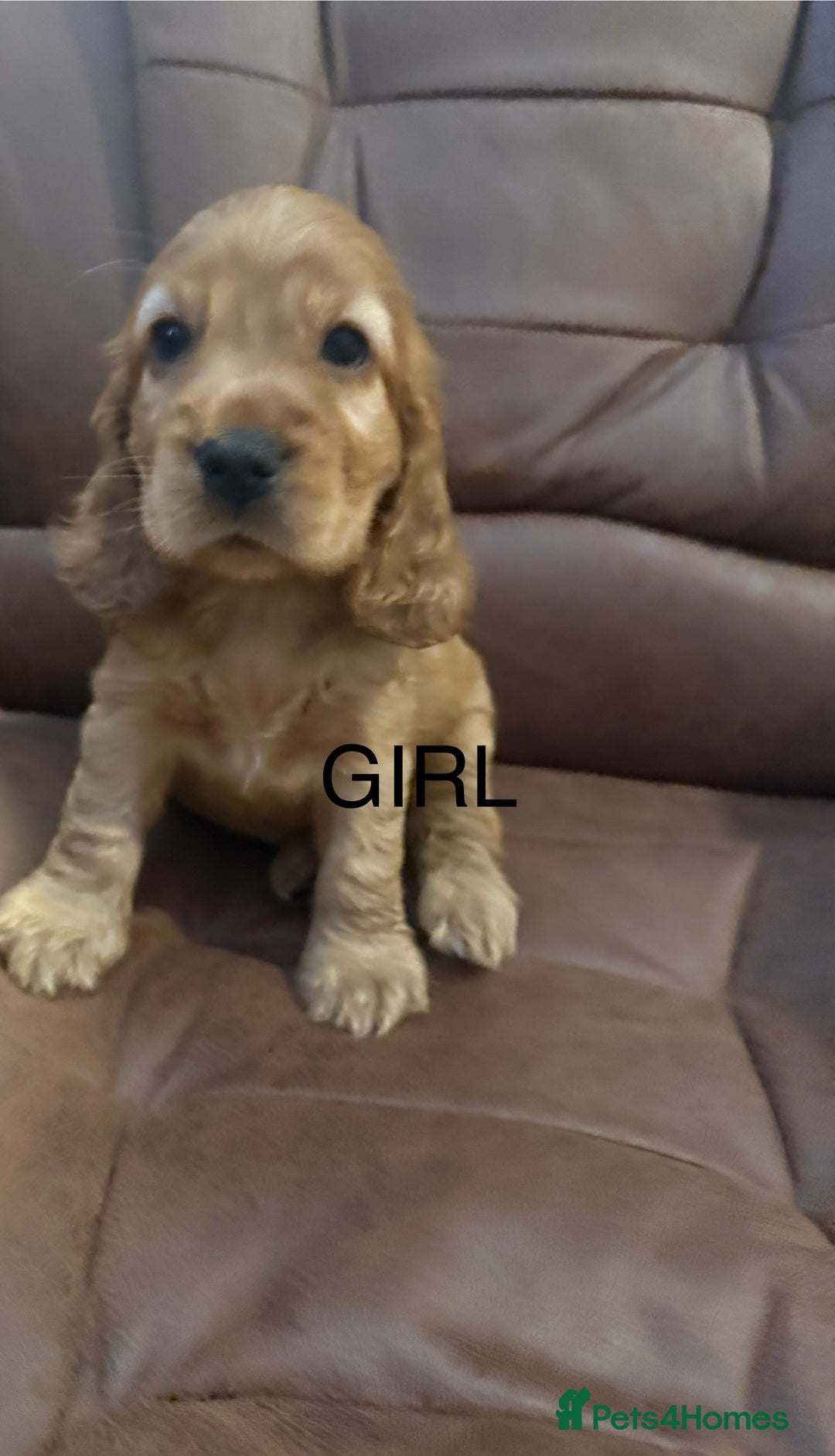 Cocker Spaniel dogs for sale: KC Registered Show Cocker Spaniel Puppies - Image 4