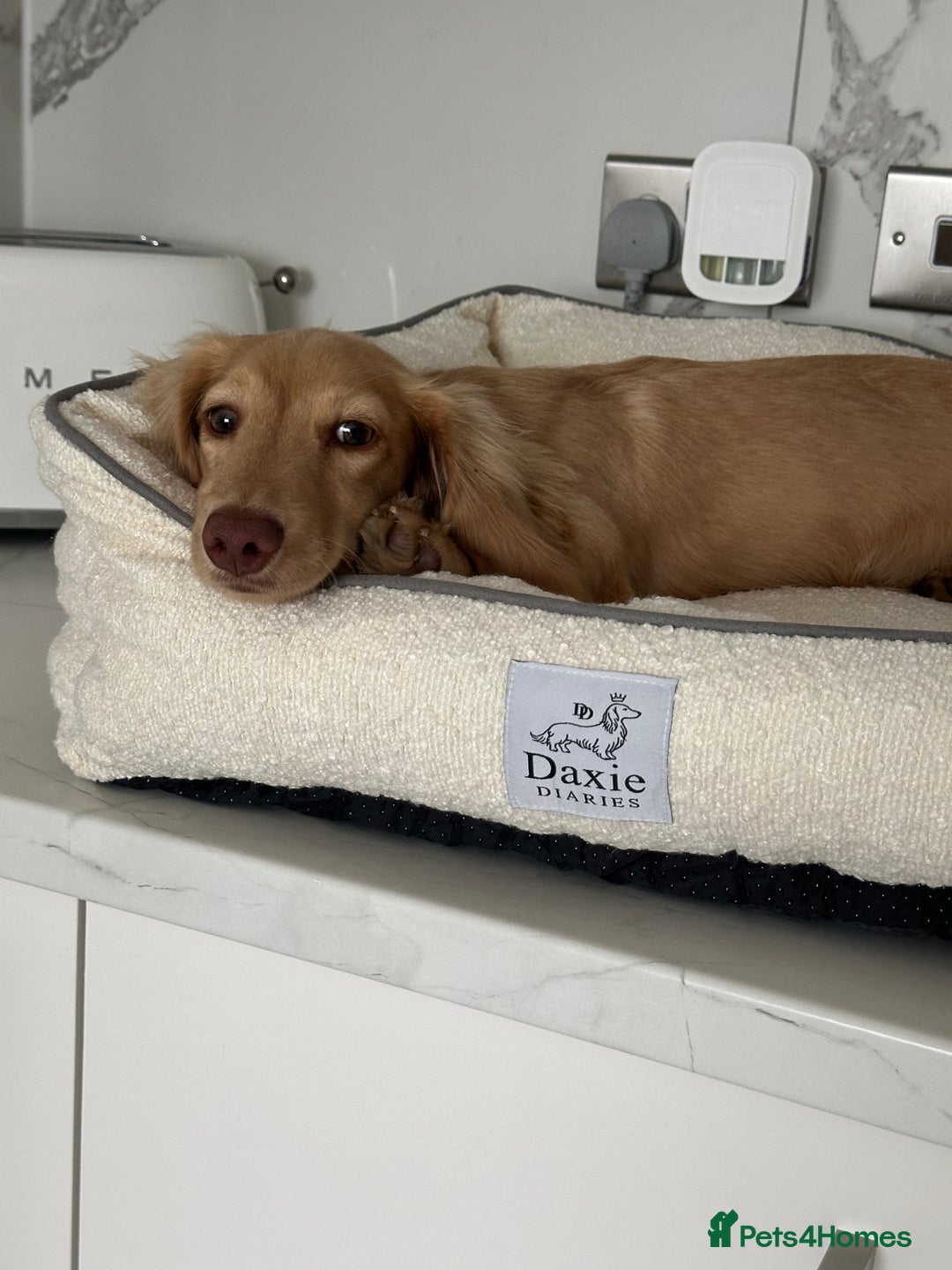 Miniature Dachshund dogs for sale: 9 Month Old Cream long haired Boy (Rehoming) - Advert 8