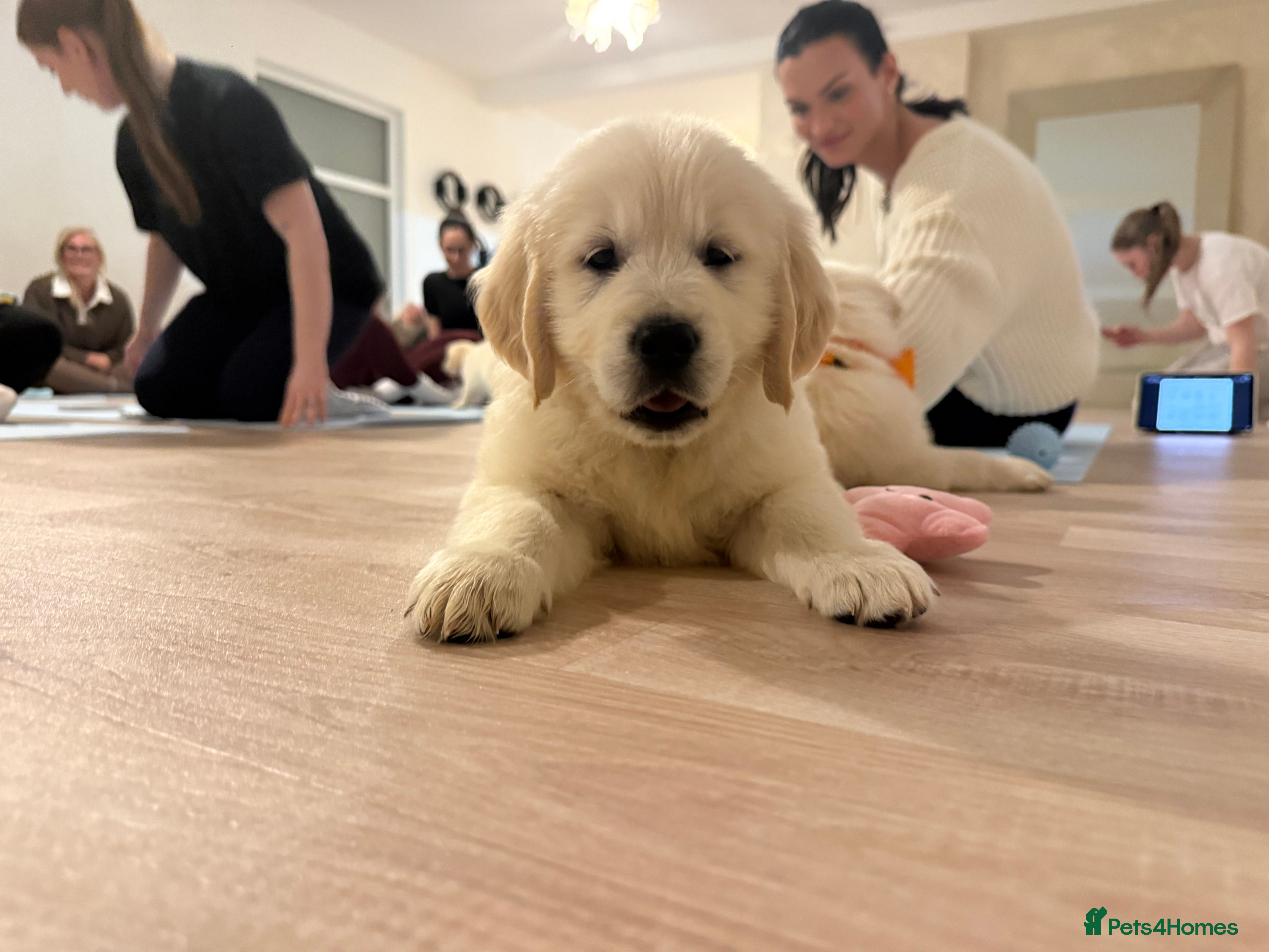 Golden Retriever dogs Stunning Kc registered golden retrievers - Advert 16