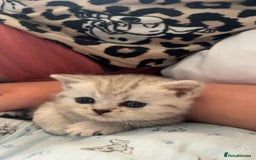 British Shorthair cats for sale: 4 beautiful kittens for sale - Image 7