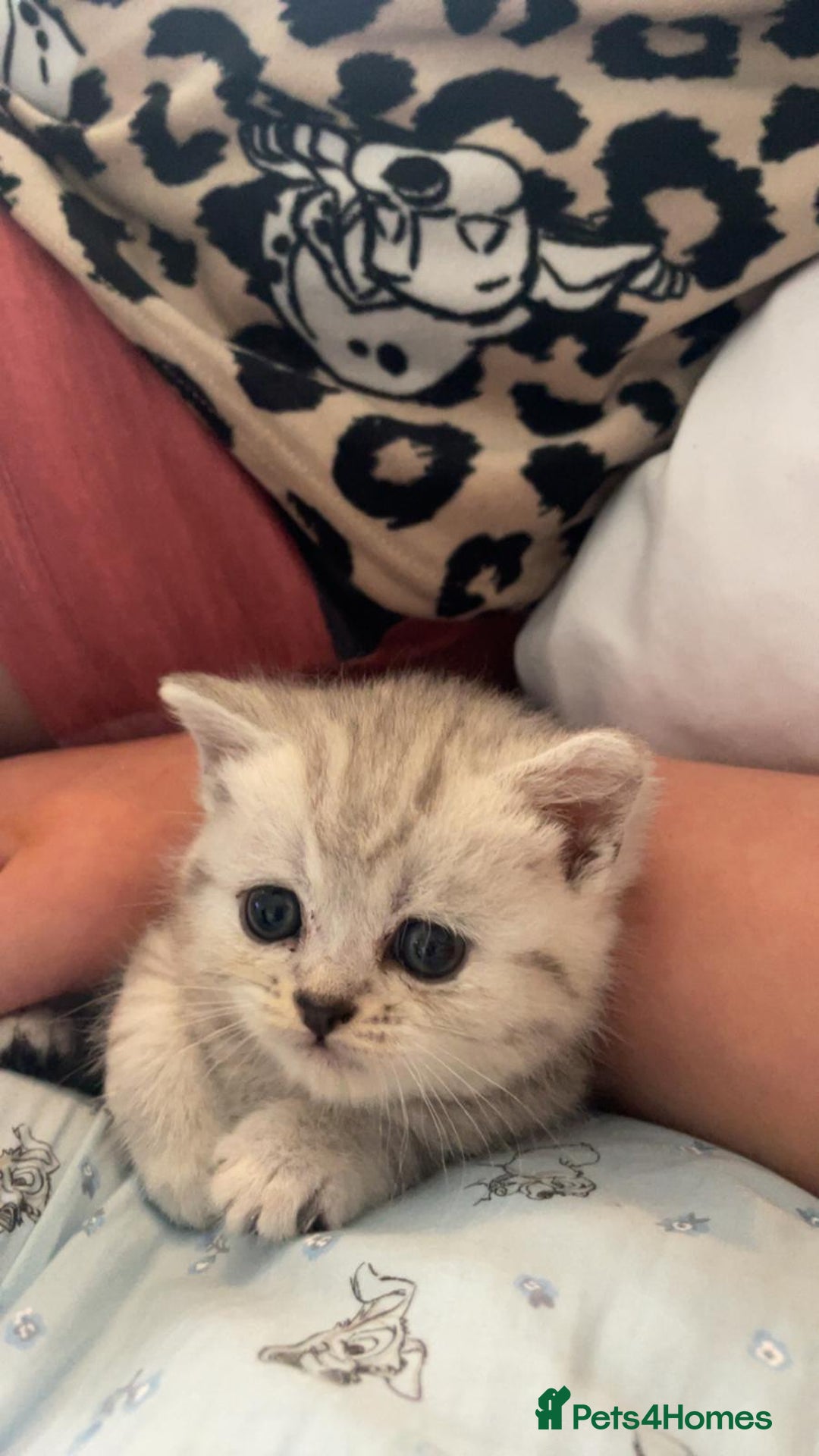 British Shorthair cats for sale: 4 beautiful kittens for sale - Image 7