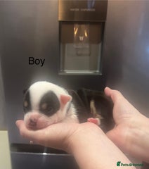 American Bully Puppy 8