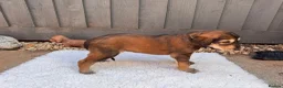 Saluki dogs for sale: Male  Saluki puppy 10 weeks old  - Advert 28