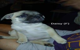 Pug dogs for sale: 4 beautiful Pug puppies for sale. - Image 15