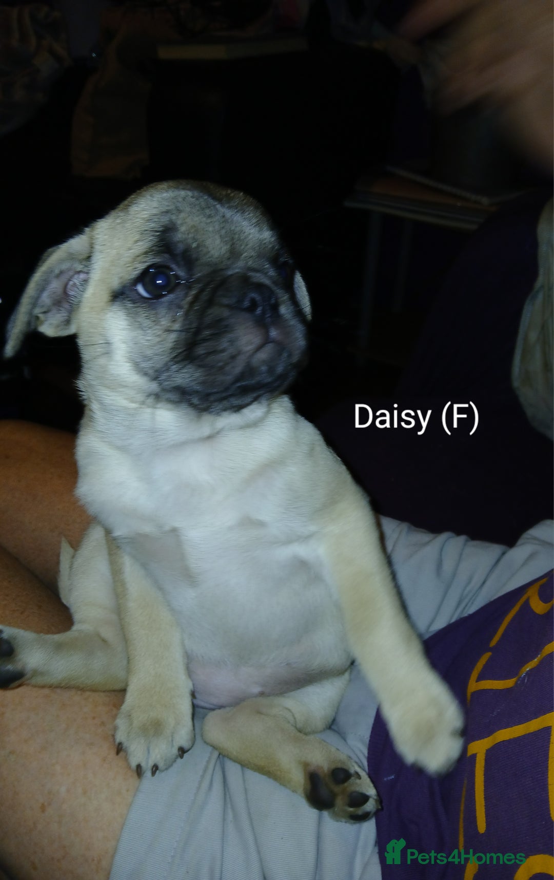Pug dogs for sale: 4 beautiful Pug puppies for sale. - Image 15