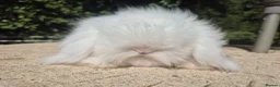 Angora rabbits for sale: 💓STUNNING TEDDYWIDDER BABIES- IMPORTED PARENTS 💓 - Advert 14