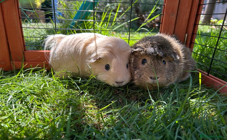 Guinea Pig rodents - Advert 3