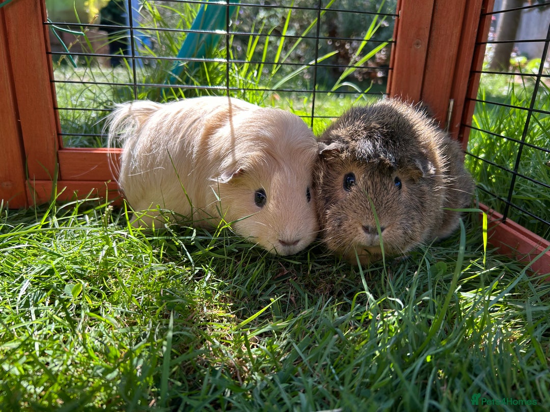 Guinea Pig rodents for sale: Two sister guinea pigs  - Image 1