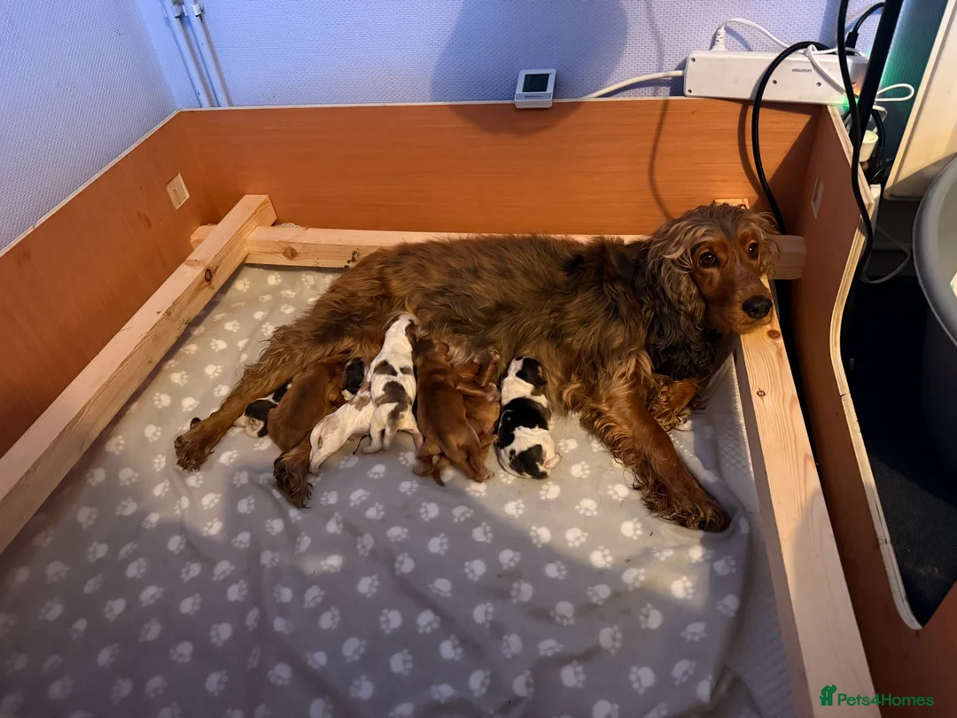 Cocker Spaniel dogs for sale: 5 Stunning Show Cocker Spaniel Pups  - Advert 8