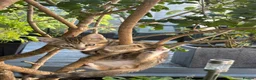 American Shorthair cats for sale: Lovely and gorgeous kittens!❤️🥰 - Advert 22