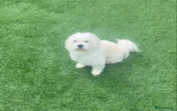 Maltese dogs for stud:  Maltese Dog Available For Stud  in West Bromwich - Image 4