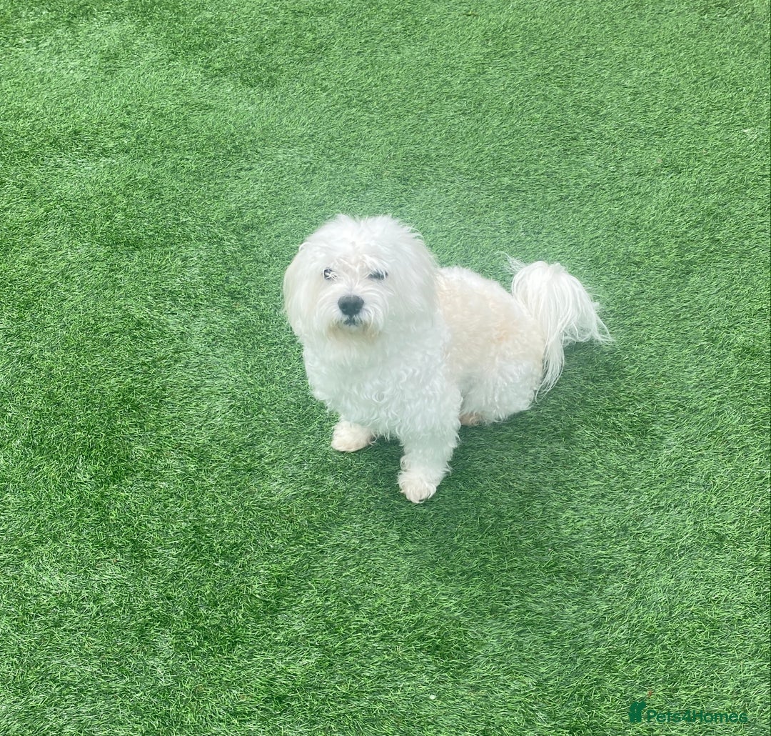 Maltese dogs for stud:  Maltese Dog Available For Stud  in West Bromwich - Image 4
