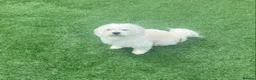Maltese dogs for stud:  Maltese Dog Available For Stud  in West Bromwich - Advert 4