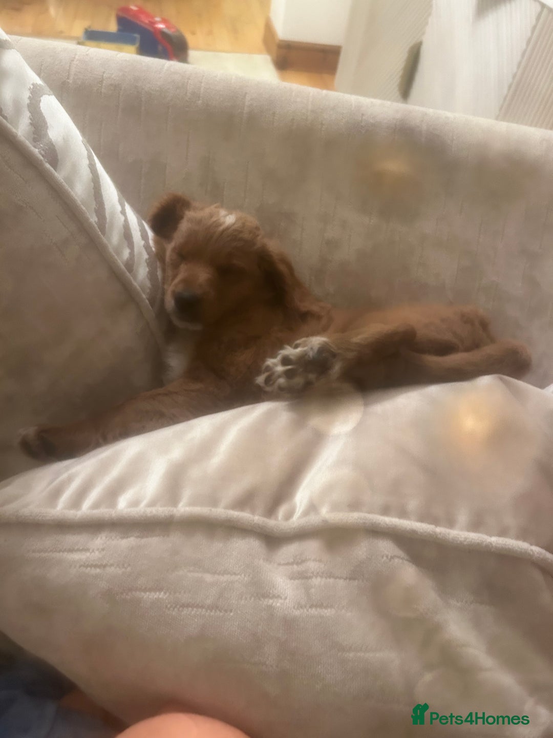 Mixed Breed dogs for sale: 12 week old Cavapoochon absolutely beautiful  - Advert 8