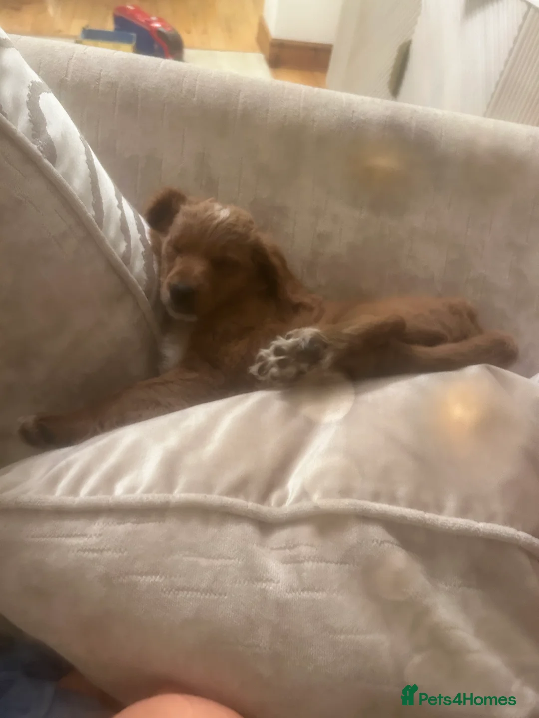 Mixed Breed dogs for sale: 12 week old Cavapoochon absolutely beautiful  - Advert 8