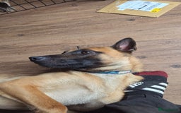 Belgian Shepherd Dog dogs for sale: Malinois Male 1 year 9 Months - Image 5