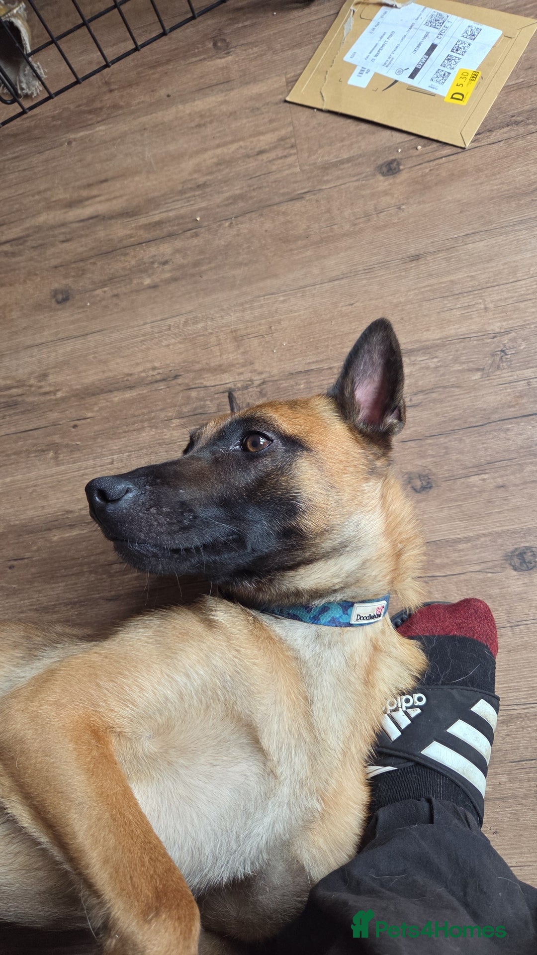 Belgian Shepherd Dog dogs for sale: Malinois Male 1 year 9 Months - Image 5