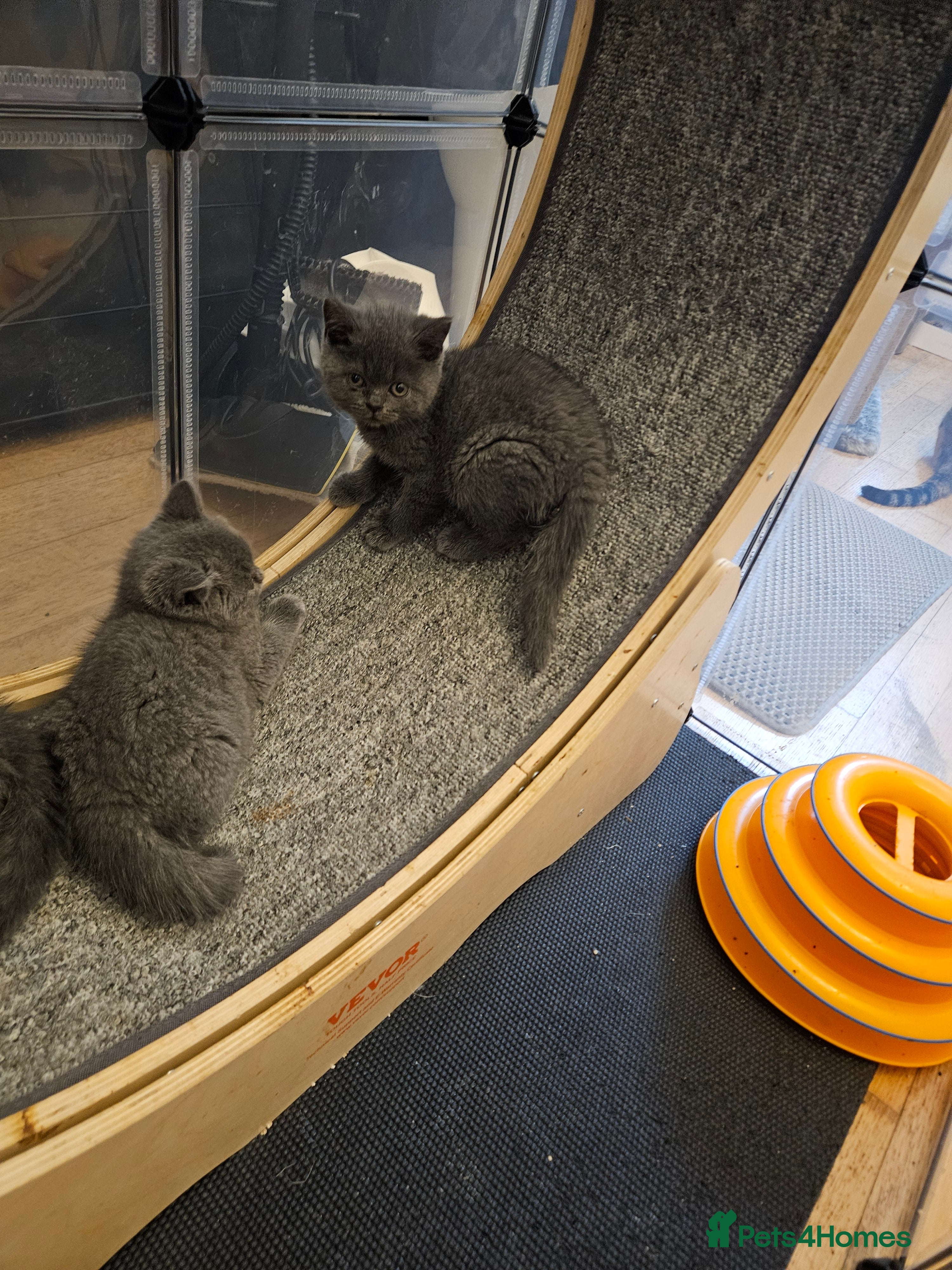 British Shorthair cats Cute babies!😸 - Advert 2