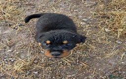 Rottweiler dogs for sale: beautiful pedigree rottweilers  - Image 13