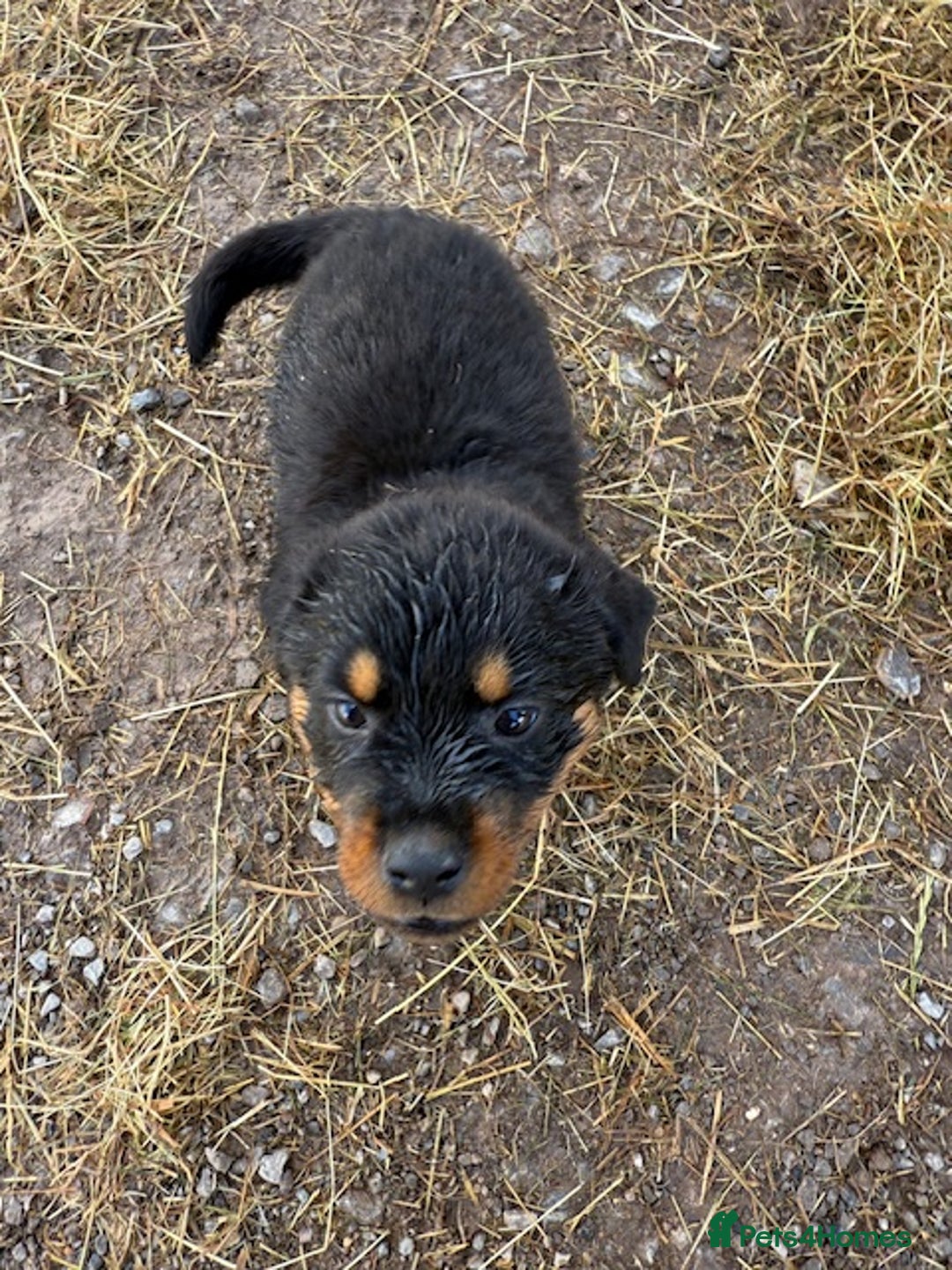 Rottweiler dogs for sale: beautiful pedigree rottweilers  - Image 13