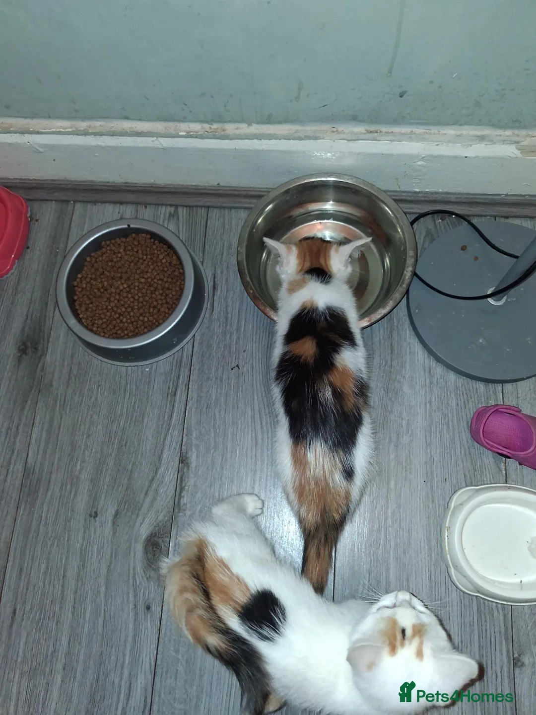Mixed Breed cats for sale: 2 lovely calico girls in Manchester - Advert 2