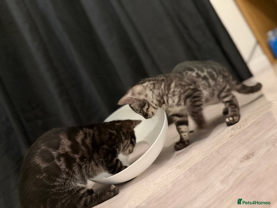 Bengal cats for sale: TICA registered pedigree Bengal Kittens - Advert 6