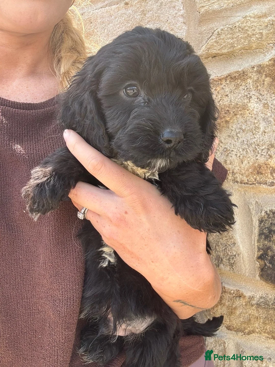 Cockapoo dogs for sale: F1 cockapoo looking for their new homes !  - Advert 2