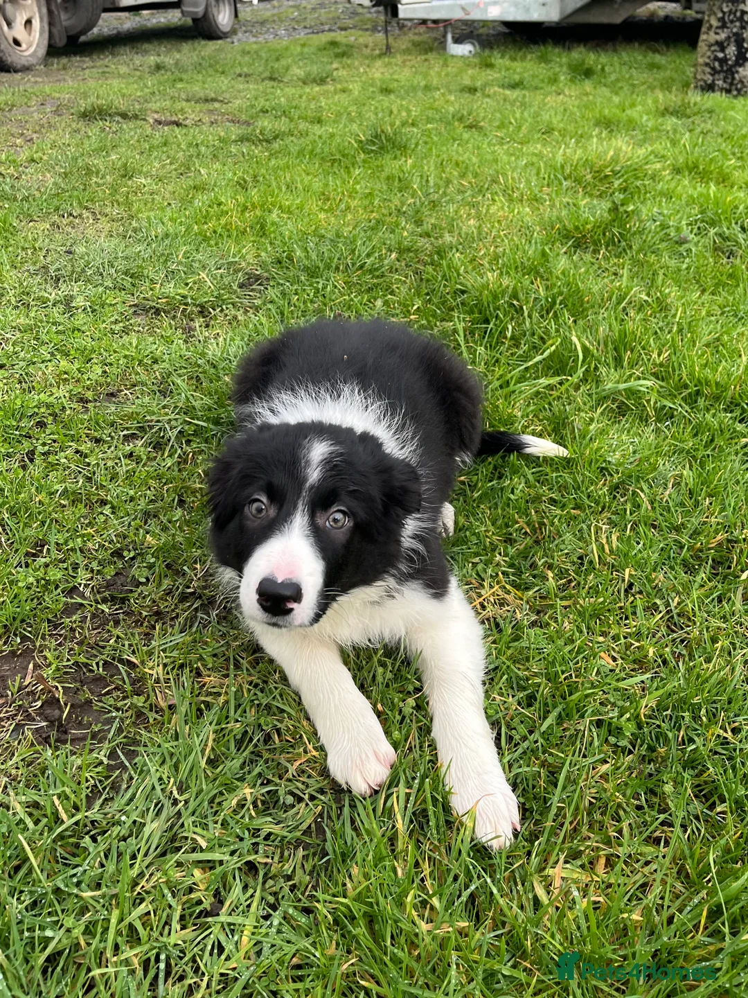 Border Collie dogs for sale: 12 weeks old lovely girl ready to go - Advert 1