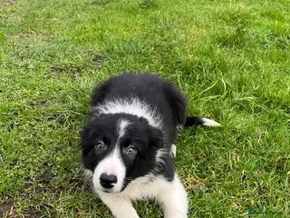 Border Collie dogs 12 weeks old lovely girl ready to go - Advert 9