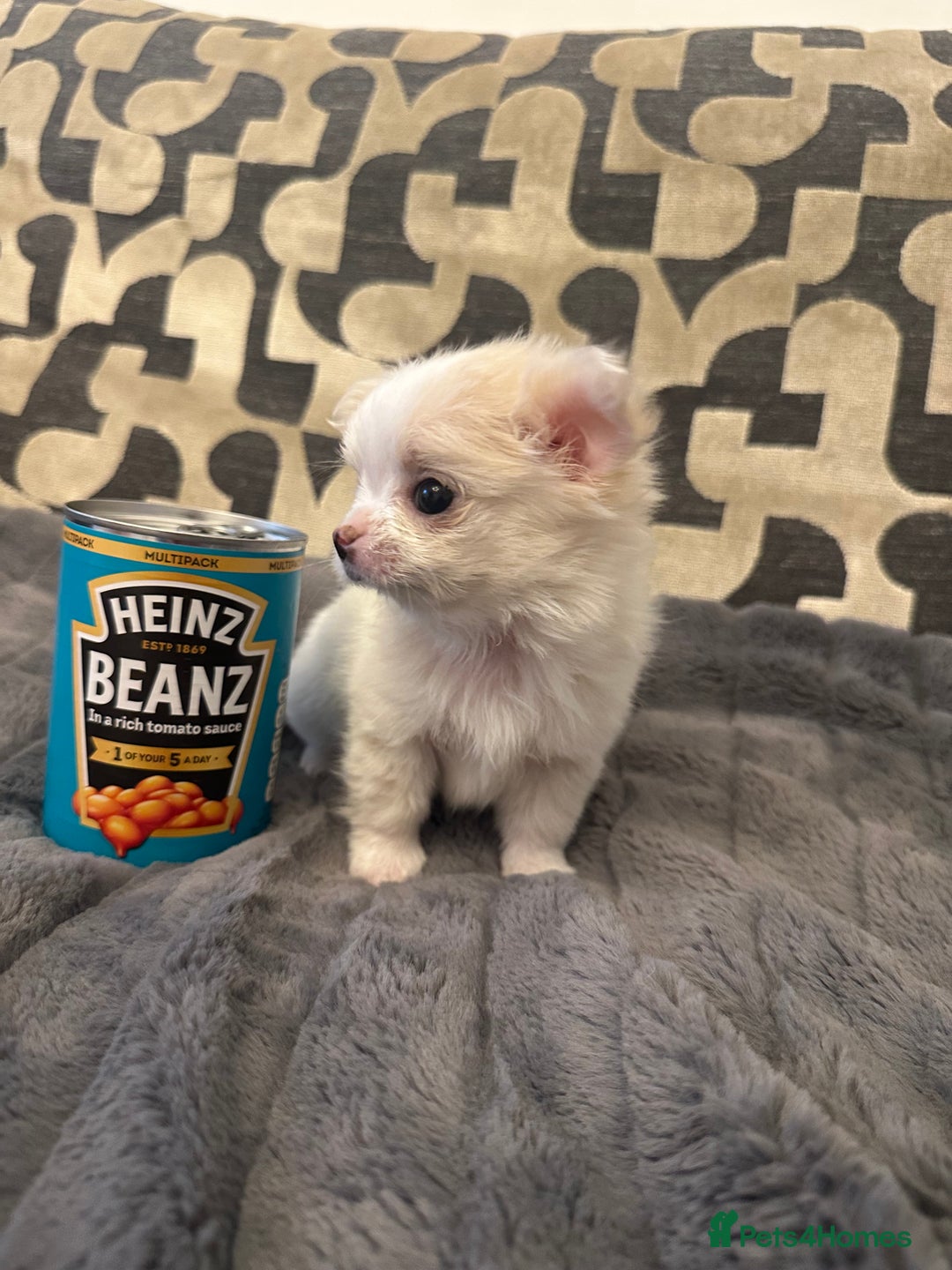 Chihuahua dogs for sale: KC Reg Champion Russian lines LONG COAT puppies - Image 4