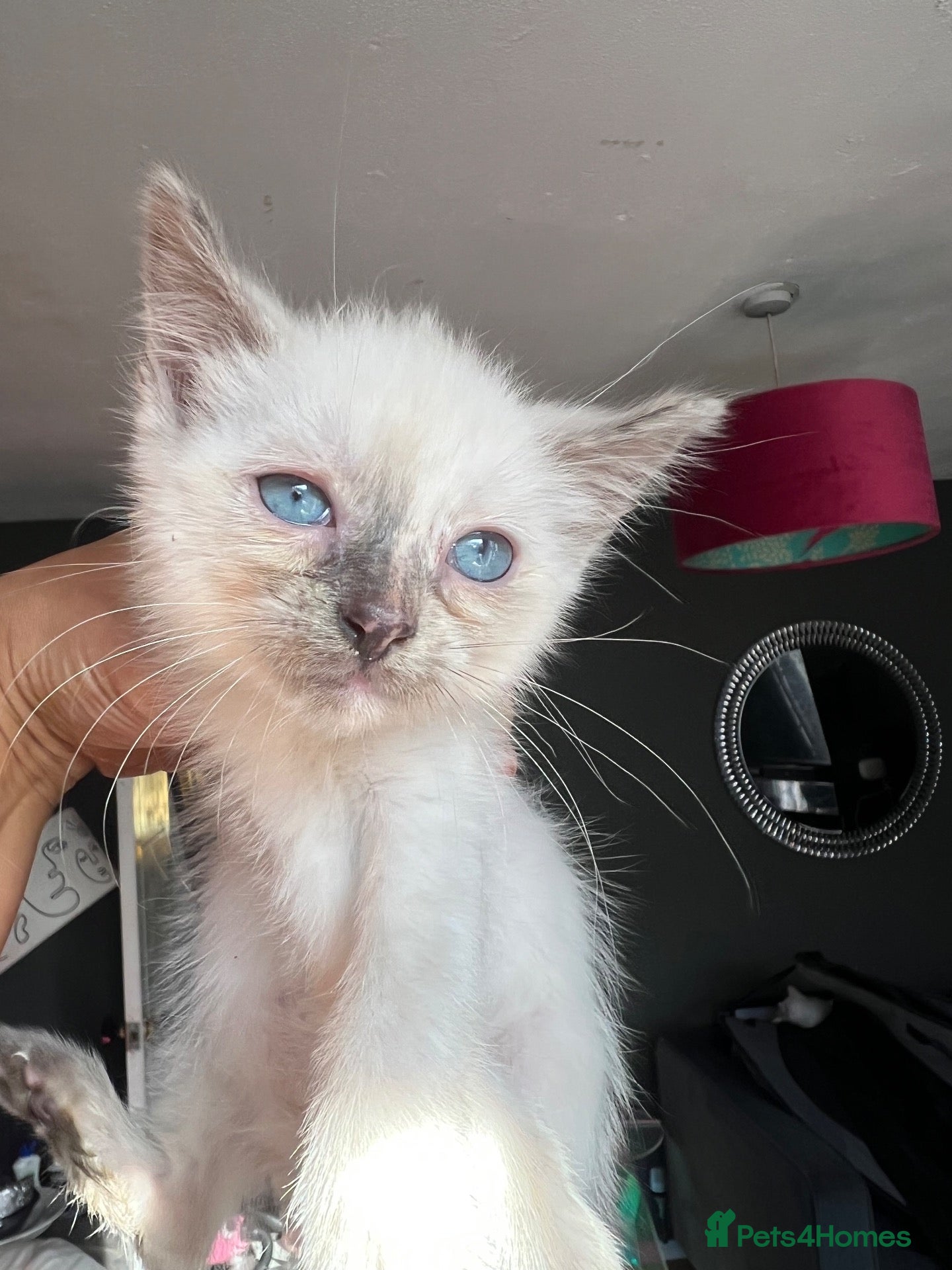 Ragdoll cats Fluffy ragdollx looking to take pride in your home - Advert 3